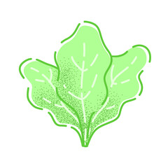 Lettuce. Vector illustration of a tasty green vegetable in flat and line-art style for print, banner or postcard.