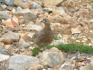 a snow grousea ptarmigan @ Japan alps mountains / ライチョウ(メス)と初夏 ＠北アルプス
