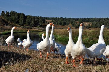 A flock of domestic geese on the banks of the Iren River in the area of Manchibay's hydrogen sulfide spring. Sultry summer in the Western Urals.