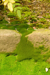 Green moss growing on stones in the forest in Japan