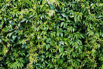 Climber plant background. Creeper plant texture. Gedge bush pattern. Green natural summer wall. Home outdoor decoration.