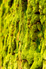 Green moss growing on Japanese cedar in the forest in Japan