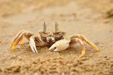 Close up of crab on sand in Mui Ne, Vietnam