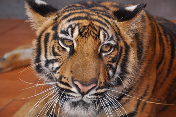 View of dangerous graceful tiger, Close-up, Vietnam