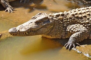 Big dangerous alligator on the ground, Close-up, Vietnam