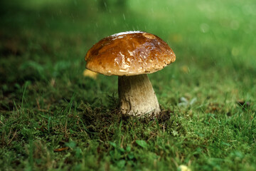Edible boletus mushroom in the forest in the rain