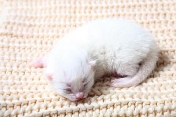 Newborn little kittens for the first time suck a cats milk with eyes closed. Little albino kittens are completely white. The cat gave birth to kittens and sleeps with them.