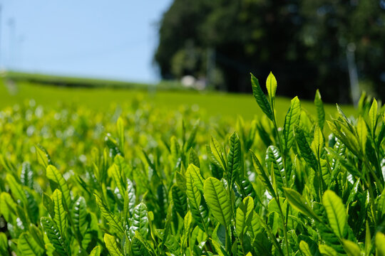 Fresh sprout of the organic green tea plant during spring time at Fujieda, Japan. They are ready to get harvested.