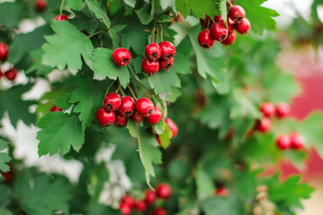 Fototapeta premium Hawthorn with red fruit, Crataegus monogyna, . Natural beautiful background.