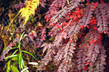 Maple leaves changing color, Autumn seasons at Tokyo in Japan