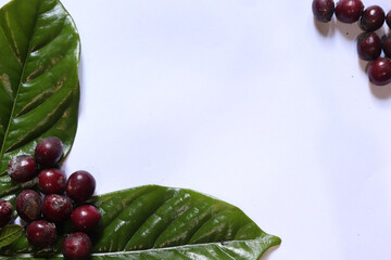 white background with leaves and fresh red coffee fruit in the corner