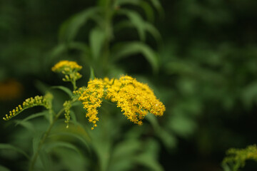 yellow flowers on a green background