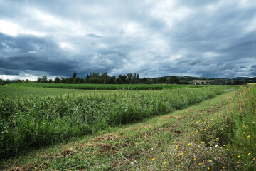 Fototapeta na wymiar Campi coltivati e colline in lontananza sotto un cielo minaccioso e temporalesco di una calda giornata d’estate