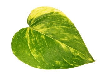 Obraz premium Fresh leaf from indoor decorative liana Scindapsus isolated macro