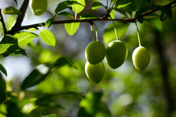 green plums on tree branch