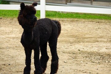 日本の観光地のアルパカのクローズアップ