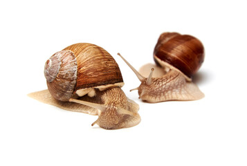 Two snails on a white background. Isolated. The concept of relationships, love.