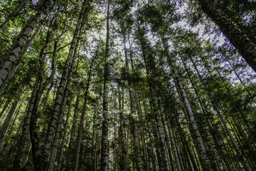 Bosque en el Pirineo. Aragón, España.