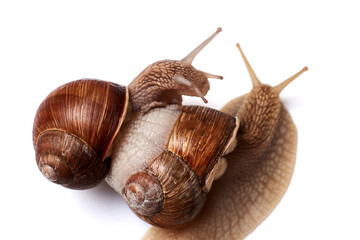 Two snails on a white background. Isolated. The concept of relationships, love.