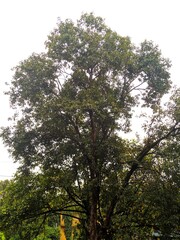 tree in the park