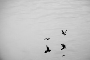 Two birds flying over the ocean with shadows