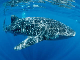Close up of whale shark, Oslob, Philippines.