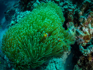 Naklejka na ściany i meble Soft coral and nemo fish, underwater photo, Philippines.