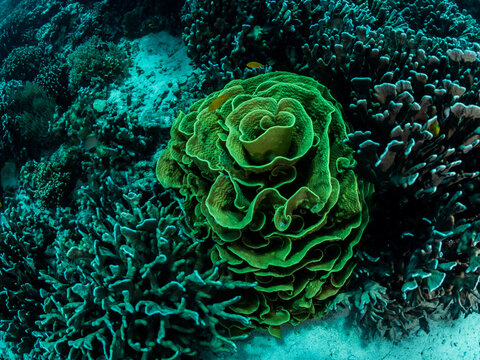 Colorful coral reef, underwater photo, Philippines.