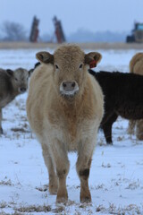 Cows in the field in the winter in Kansas
