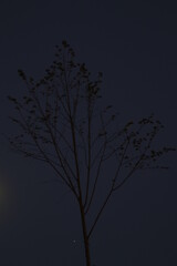 Little tree in an urban park