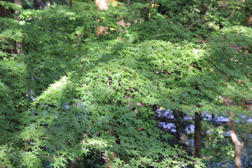 Fototapeta premium 青々としたカエデ