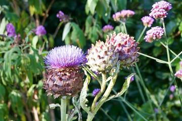 purple thistle flower