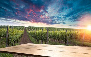 Scenery vineyard along the south Styrian vine route named Suedsteirische Weinstrasse in Austria at sunset, Europe.