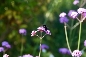 purple flowers in the garden