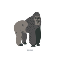 Gorilla - ground-dwelling ape. Gorilla is the biggest primate from Africa.
