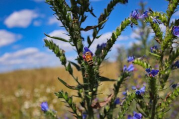 Western Honey Bee Collects Nectar from Blueweed on the Field in Czech Nature. Blueweed (Echium Vulgare) also know as Viper's Bugloss is a Flowering Plant n the Borage Family Boraginaceae. 