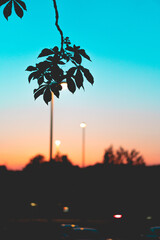 A silhouette of leafs hanging in front of a cyan and orange colored distant sunset