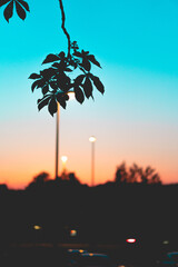 A silhouette of leafs hanging in front of a cyan and orange colored distant sunset