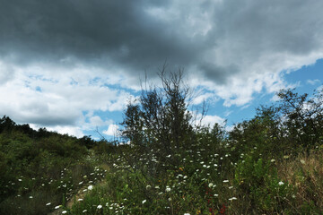Obraz premium Paesaggio collinare, alberi e campi con flora spontanea sotto un cielo azzurro con nuvole che minacciano un temporale estivo