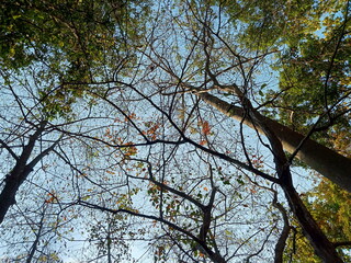 trees in autumn