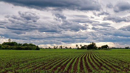Fototapeta na wymiar landscape Corn fields and mountain
