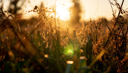 A sun drenched field of dry golden grass in front of a sunset