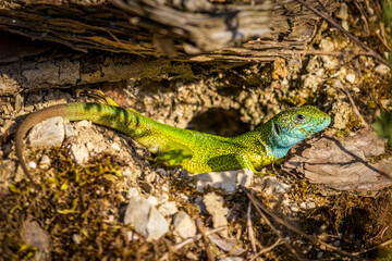 The European green lizard (Lacerta viridis)