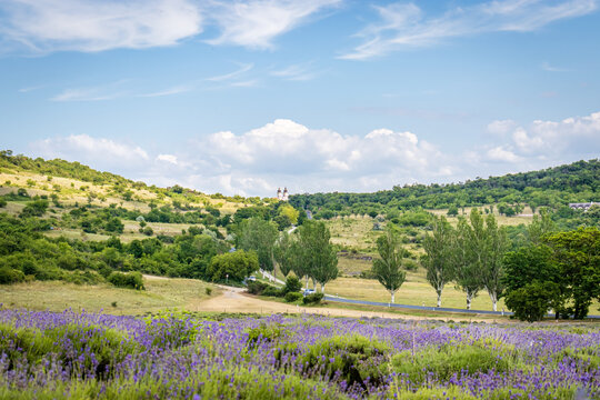 Lavender field in Tihany