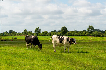 Kühe eines BIO Bauernhofes auf einer grünen Wiese in Schleswig-Holstein