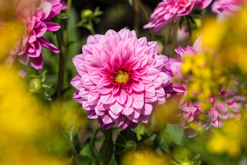 Obraz premium Pink Dahlia blossom in a garden with yellow foreground bokeh