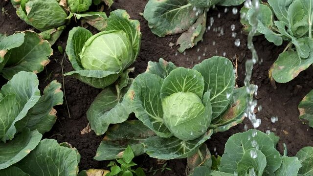Watering young cabbage in the garden. Сlose-up.