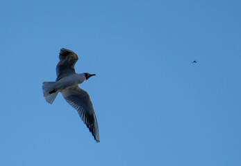 Seagull flying in the sky