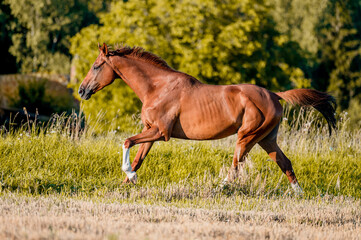 Amazing healthy chestnut horse running. Stunning stallion mare in motion on green background.