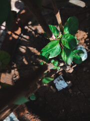 plant on the land with a sun light.